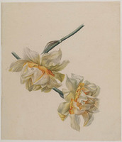 Z 079
<br/>
Twee narcissen
<br/>
<em>Brandt, Albertus Jonas (1788-1821)</em>